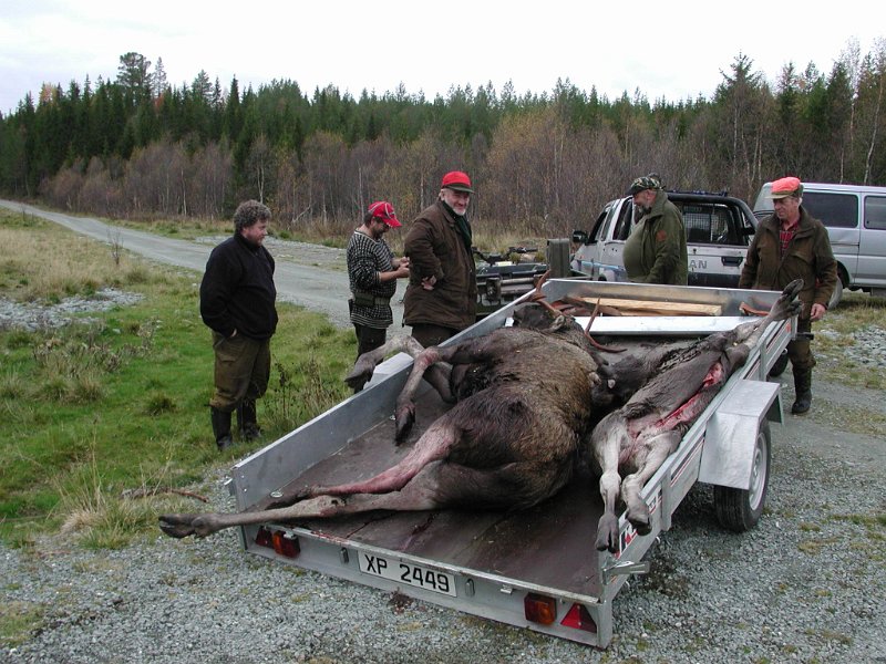 2004 Transport to elg_6.jpg - Effektiv frakt nåe en kan laste opp to dyr av gangen